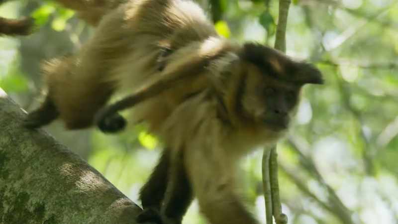 Monkeys, such as these capuchins