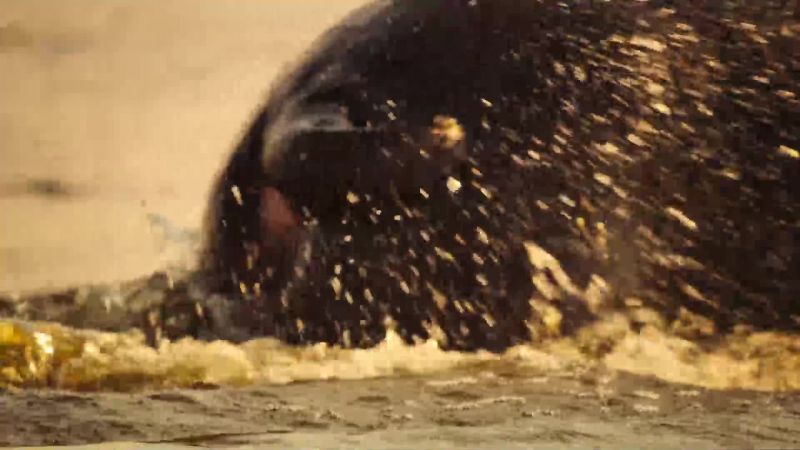 Monstrous jaws and larger tusks give Dad the edge