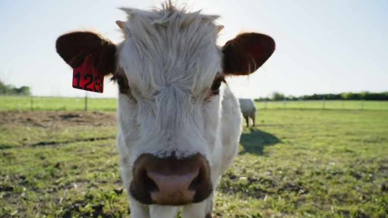 [mooing]