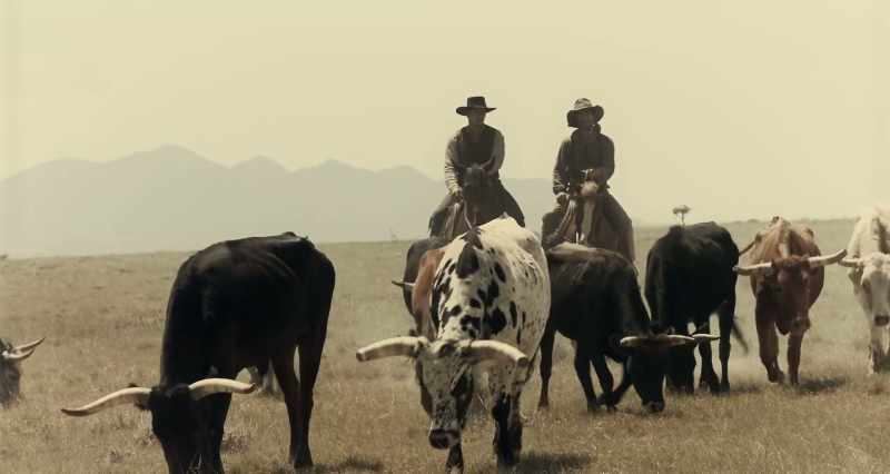 [mooing]