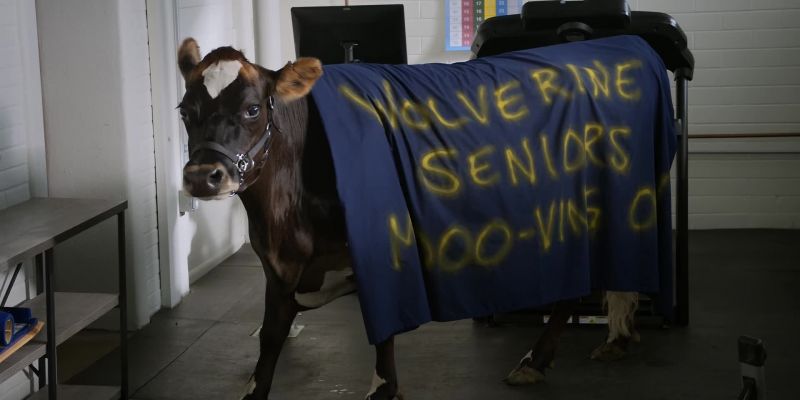 (mooing)