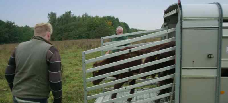 [mooing]