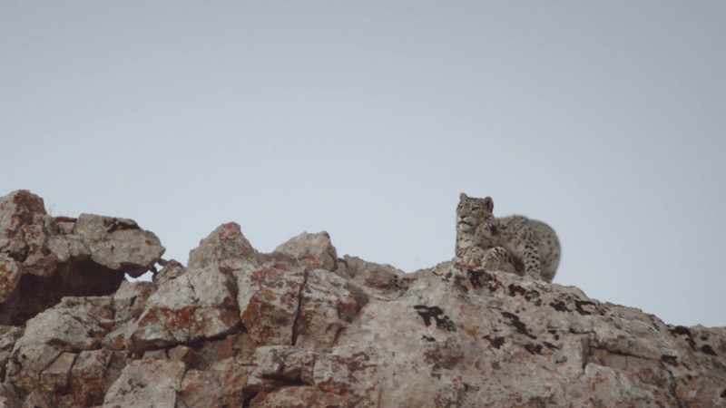 MOORE: I don't know where the other cub is