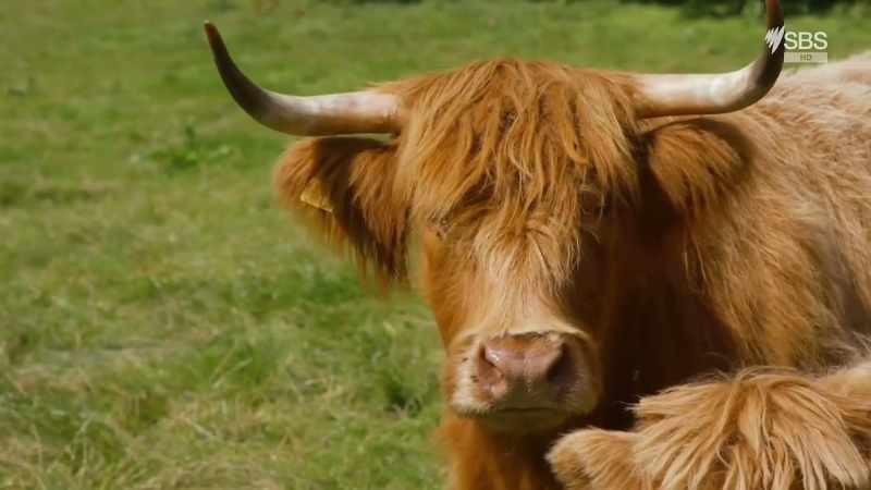 (MOOS)