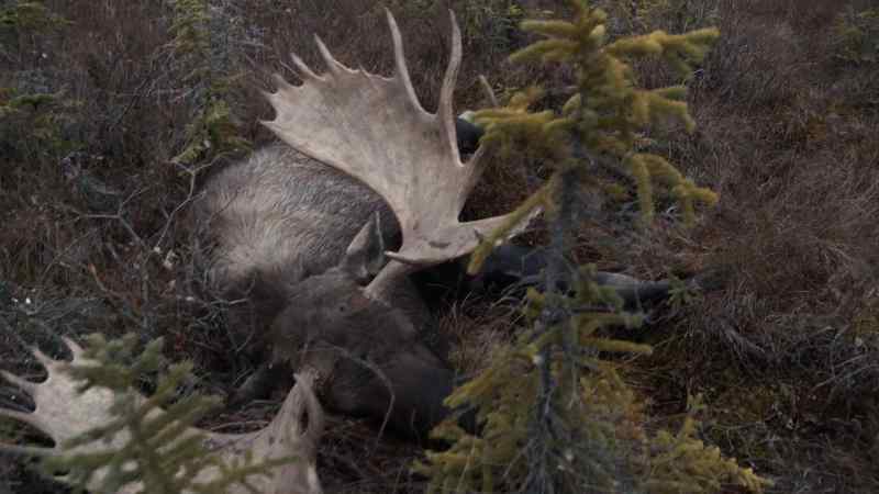 (MOOSE CALLS)