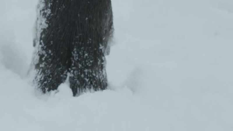 Moose have the same challenge and they are looking a lot less stately