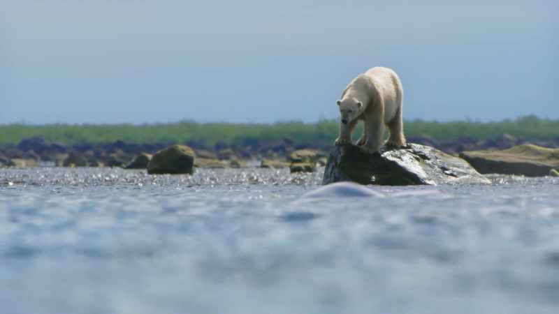 More experienced bears know to be patient