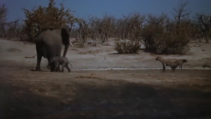 More hyenas join the attack