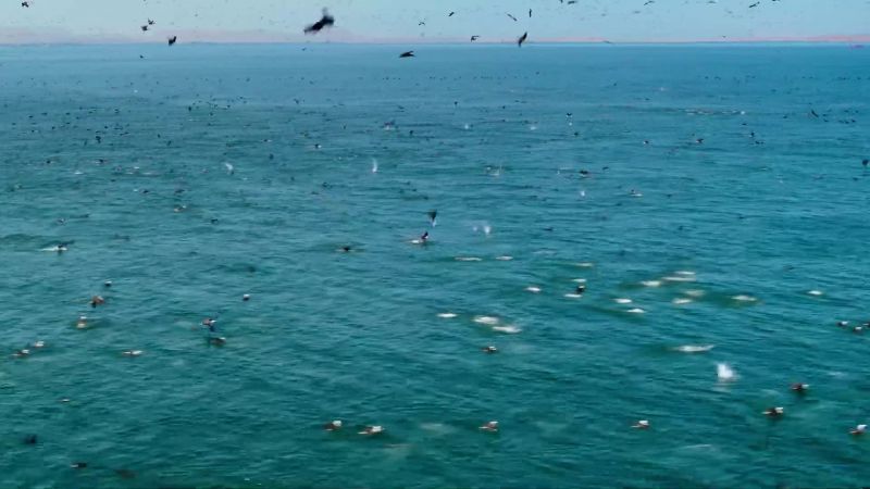 More and more birds join the feeding frenzy