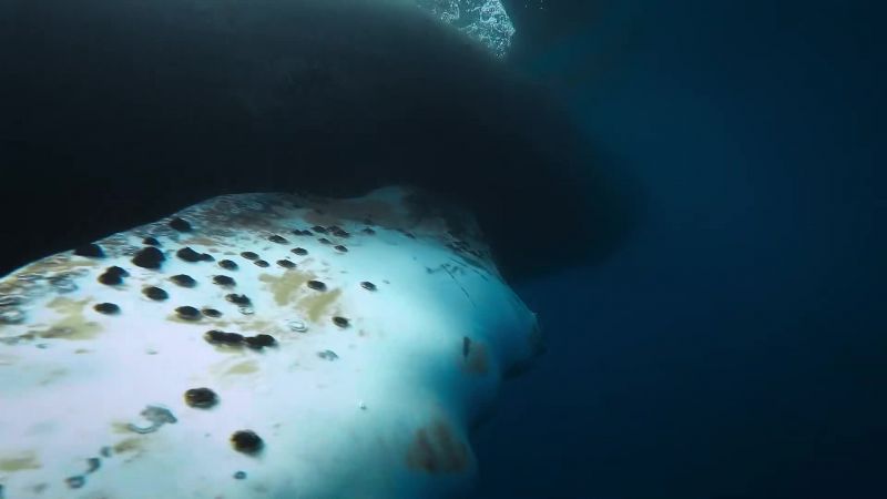 More and more humpbacks are gathering