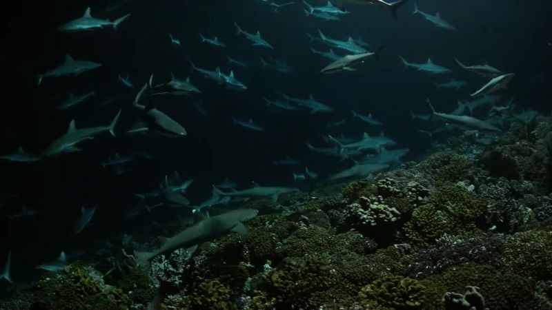 More and more sharks arrive, attracted by the commotion