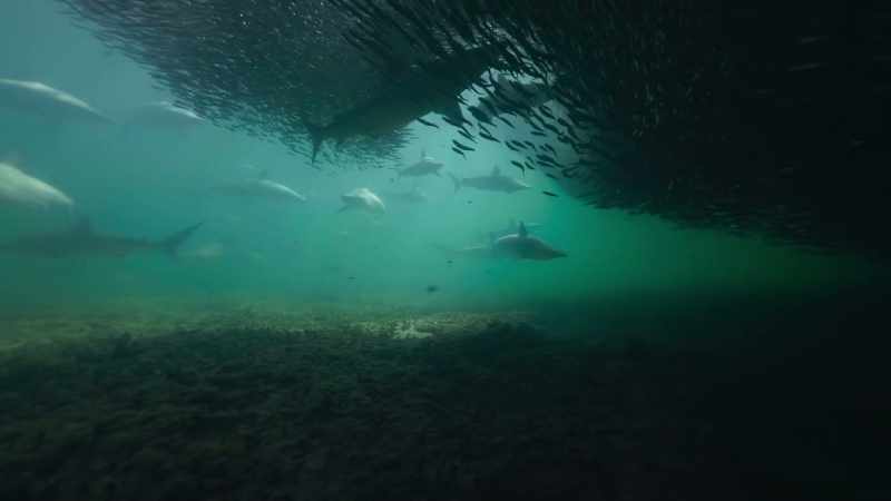 More sharks arrive, some from many miles away