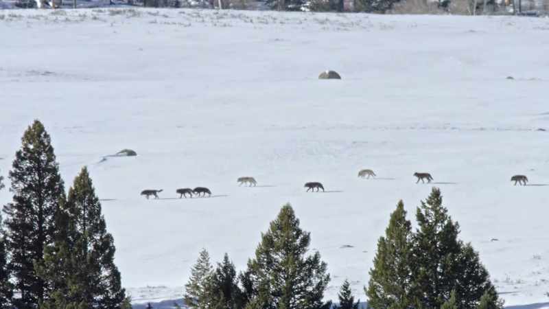 More than 20 wolves strong