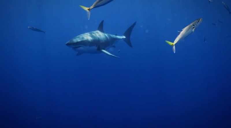 More than 360 individual great whites