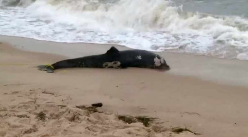 More than 800 dolphins have been found stranded
