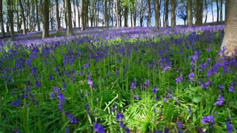 More than half the world's common bluebells