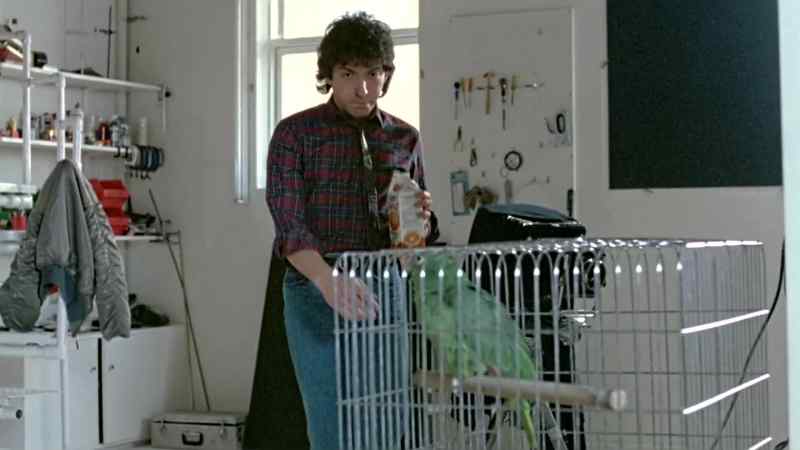 Morning, parrot