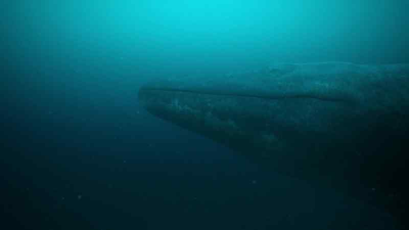 Mosasaurus is an ambush predator
