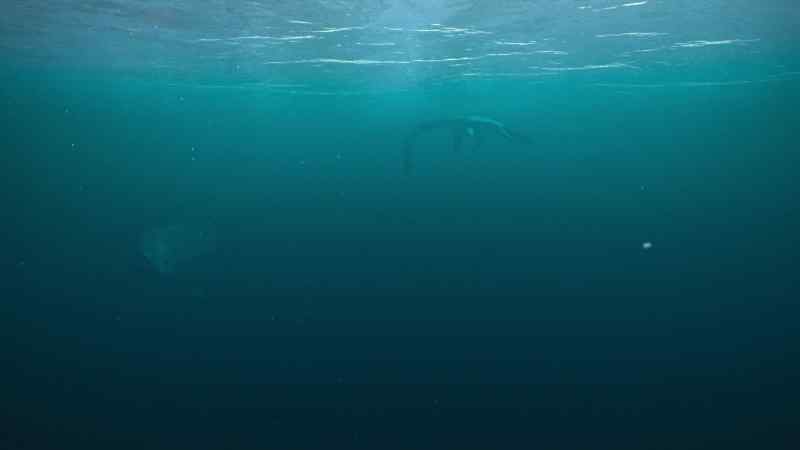 Mosasaurus can strike their prey with such force