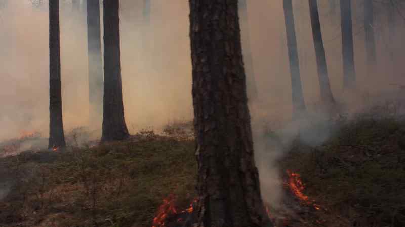 Most animals flee from the flames