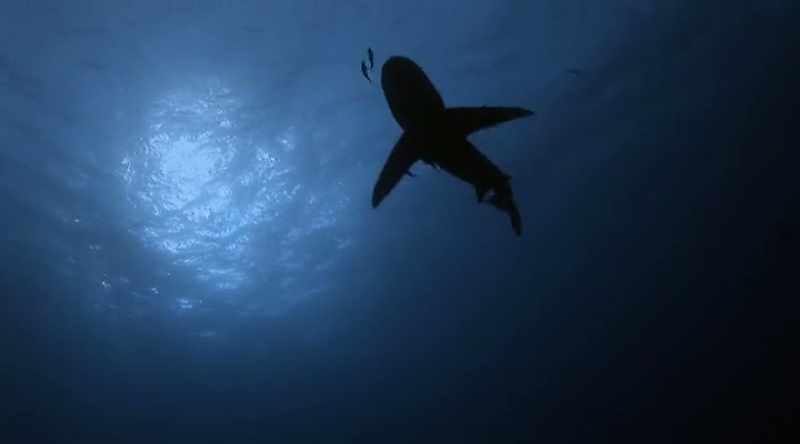 Most attacks are by one of three species