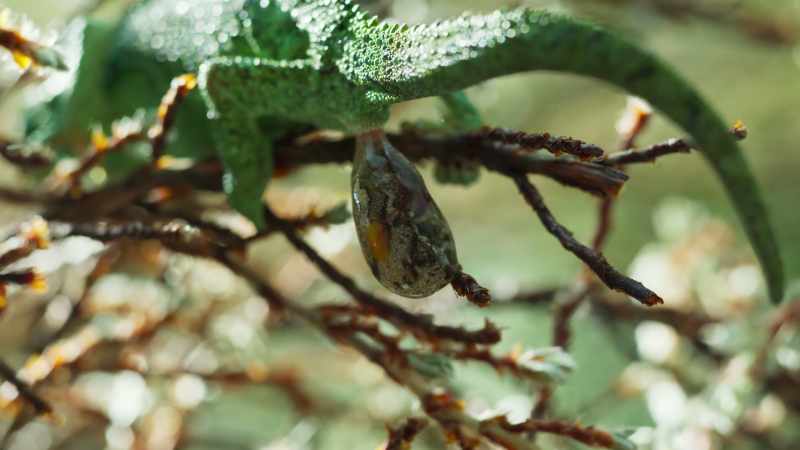 Most chameleon species lay eggs