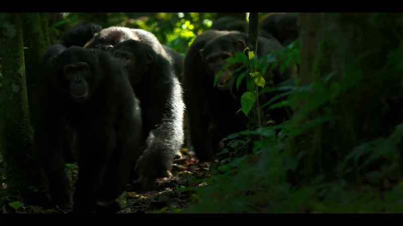 Most chimp groups number 50 or 60 individuals