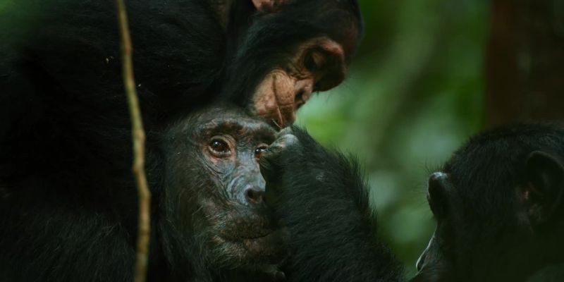 Most chimps have a strong bond with their mother