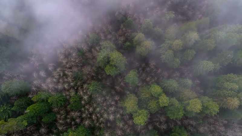 Most forests, however, cannot recover on their own
