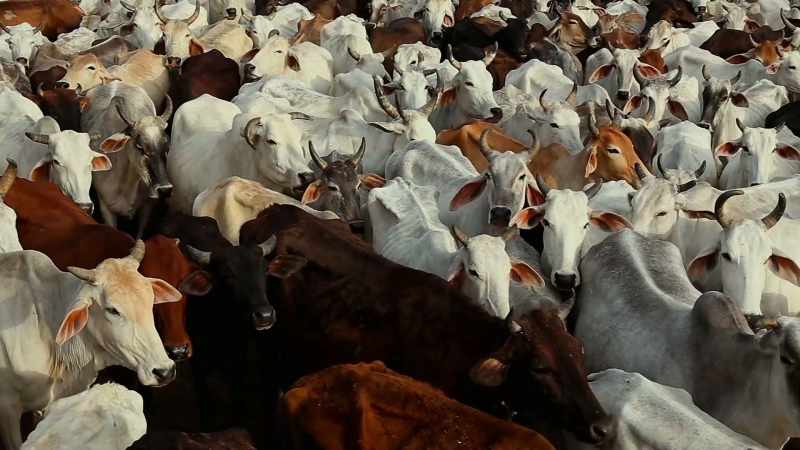 MOST IMPORTANTLY, COWS PRODUCE METHANE