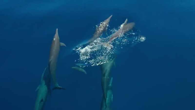 Most life in the open ocean is concentrated in a thin surface layer