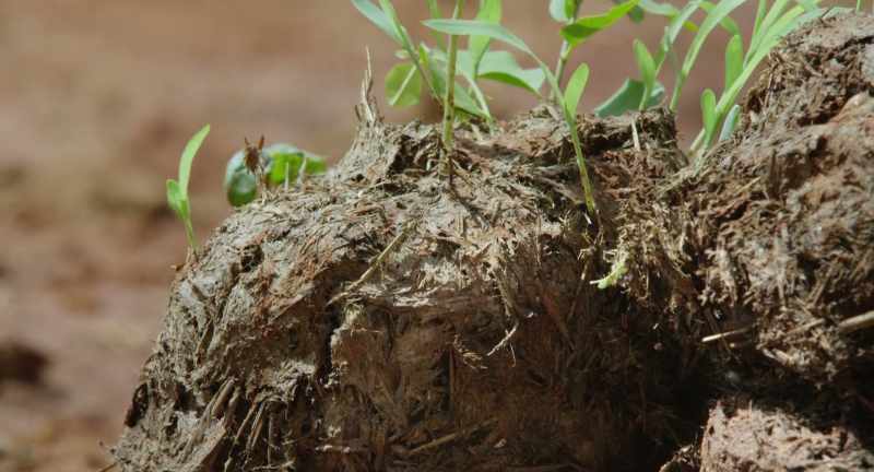 Most of the seeds they eat pass through them undigested
