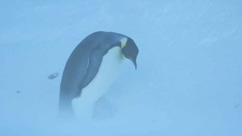 Mothers carrying young cannot grip the ice