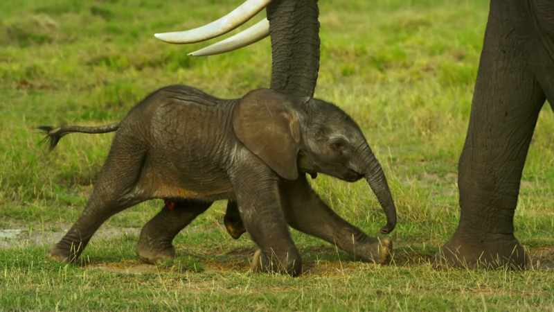Mothers struggle to raise their young
