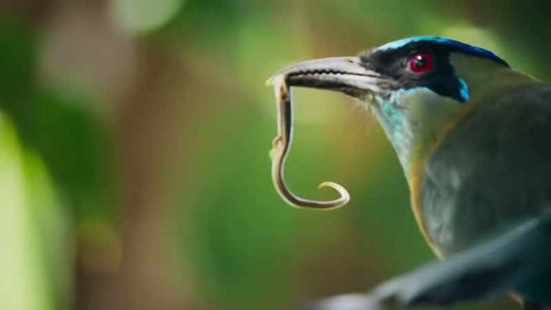 Motmots have a taste for reptiles