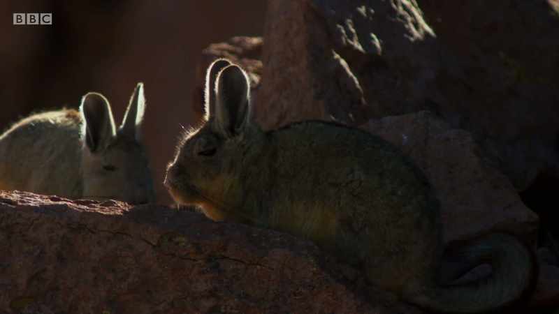 Mountain viscacha are up early