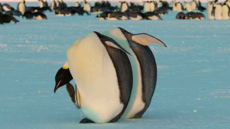 Moving together in synchrony is the key to creating a powerful bond