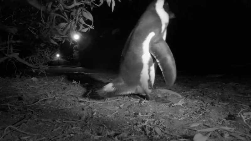 Mr. Bougainvillea is a single parent working double duty