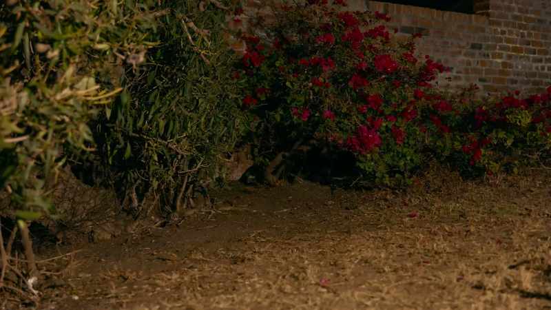 Mr. Bougainvillea doesn't get much sleep these days