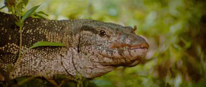 Mr. Bowen, bring that lizard. We'll have it for dinner