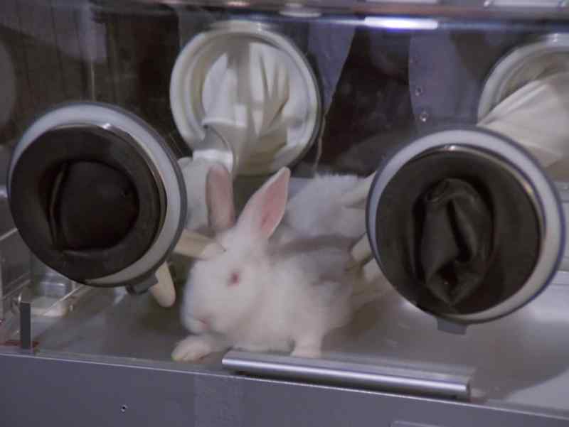 Mr. Bunny has been given the antidote, check?