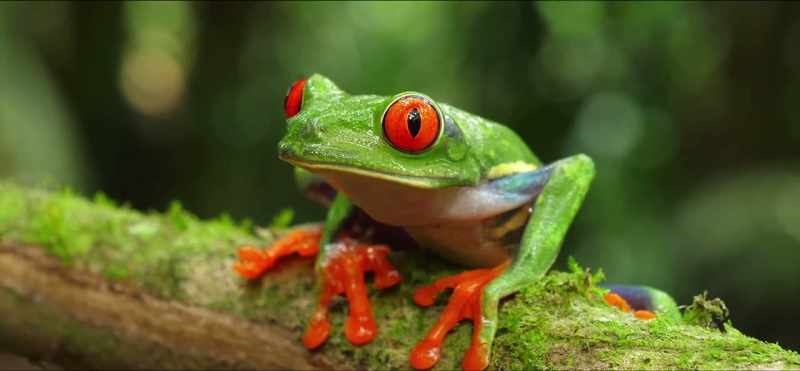 [Mr. Poore] Today, over 26,000 species