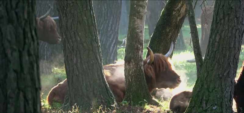 [Mr. Rifkin] Livestock emit methane and nitrous oxide