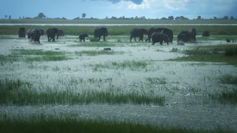 'Much of an elephant's existence