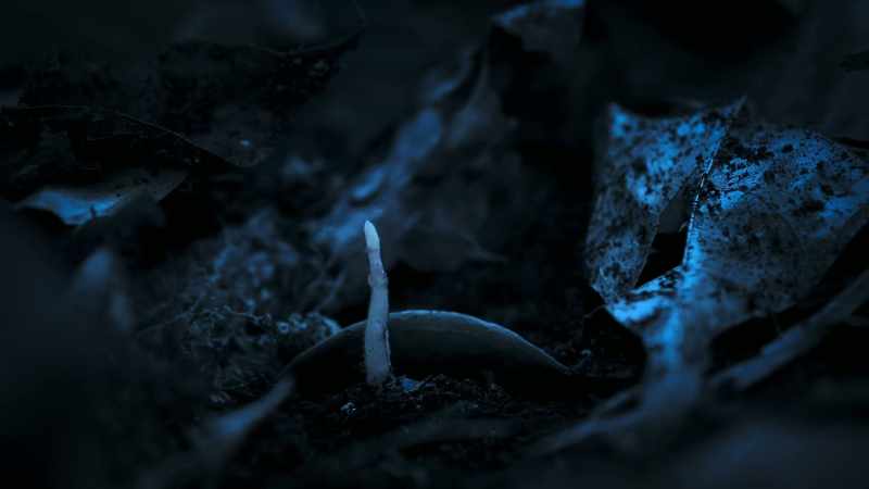 Mucuna is a vine on a mission