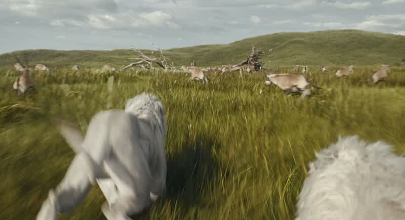 Mufasa, run!