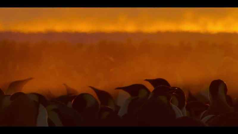 Multiple colonies have already suffered premature ice loss