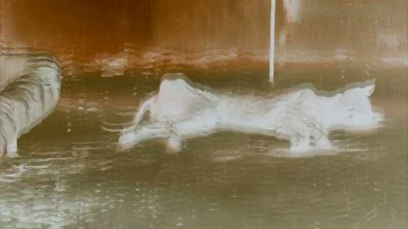 Mungo: SOME VILLAGERS FOUND THE DECOMPOSING CREATURE
