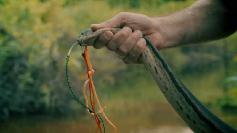 Mungo: THE GENALI DRAGON IS A MYSTERY