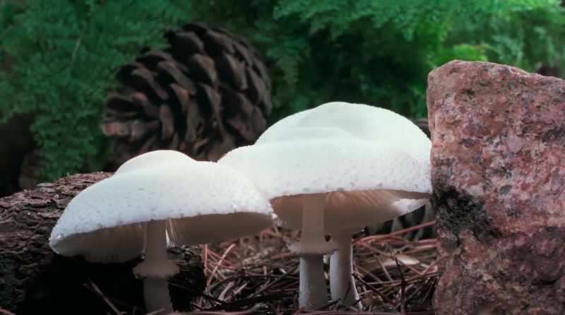 Mushrooms represent rebirth